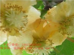 獼猴桃雄性品種夏亞18號(hào)