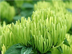 金銀花
