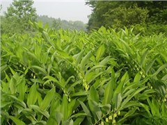 玉竹