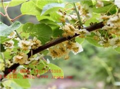 12.獼猴桃雄性品種鄭雄l號(hào)