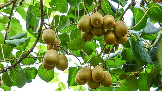 獼猴桃園里的創(chuàng)業(yè)夢