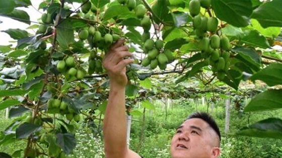 隆回：碩果俏枝頭  產(chǎn)業(yè)興旺